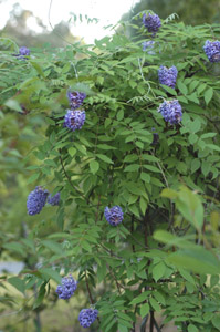 American Wisteria flowers and foliage